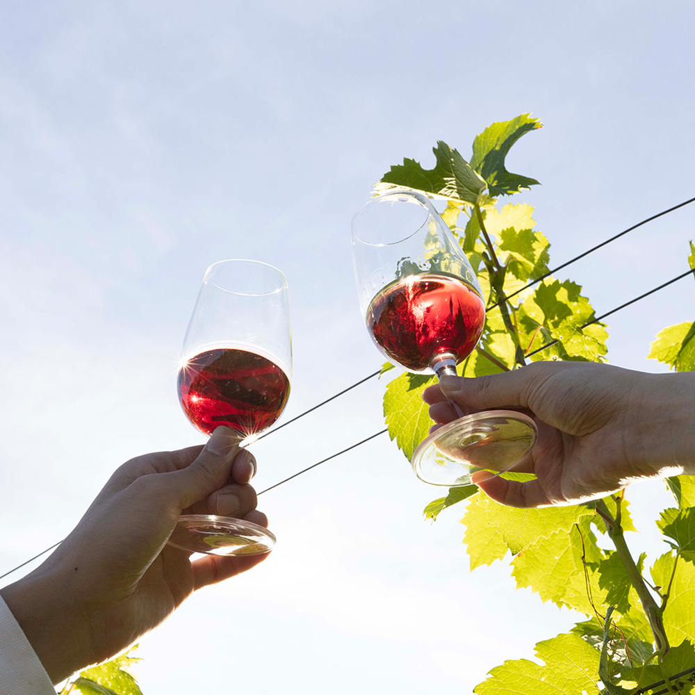 Shall We Knot?  No.001